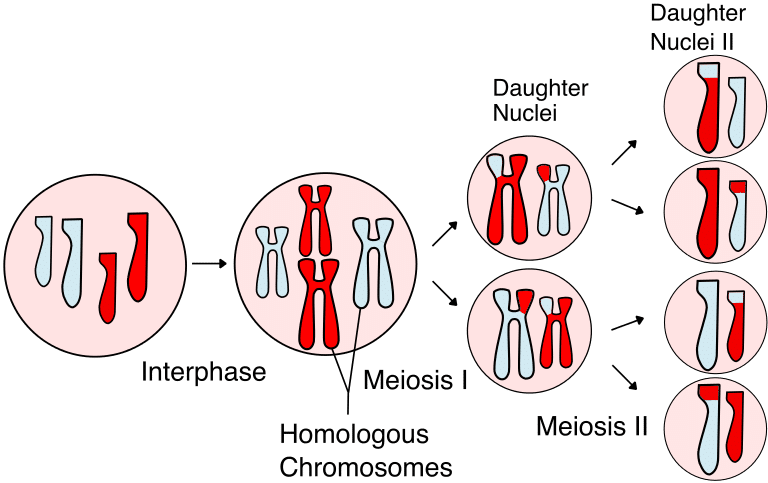 Meiosis Stages Chromatids Non Disjunction Teachmephysiology