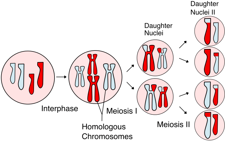 meiosis phases and descriptions