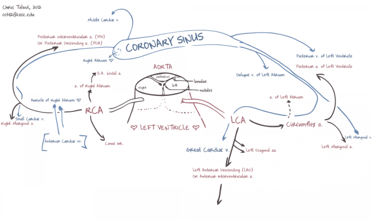 Coronary Circulation - Special Circulations - TeachMePhysiology