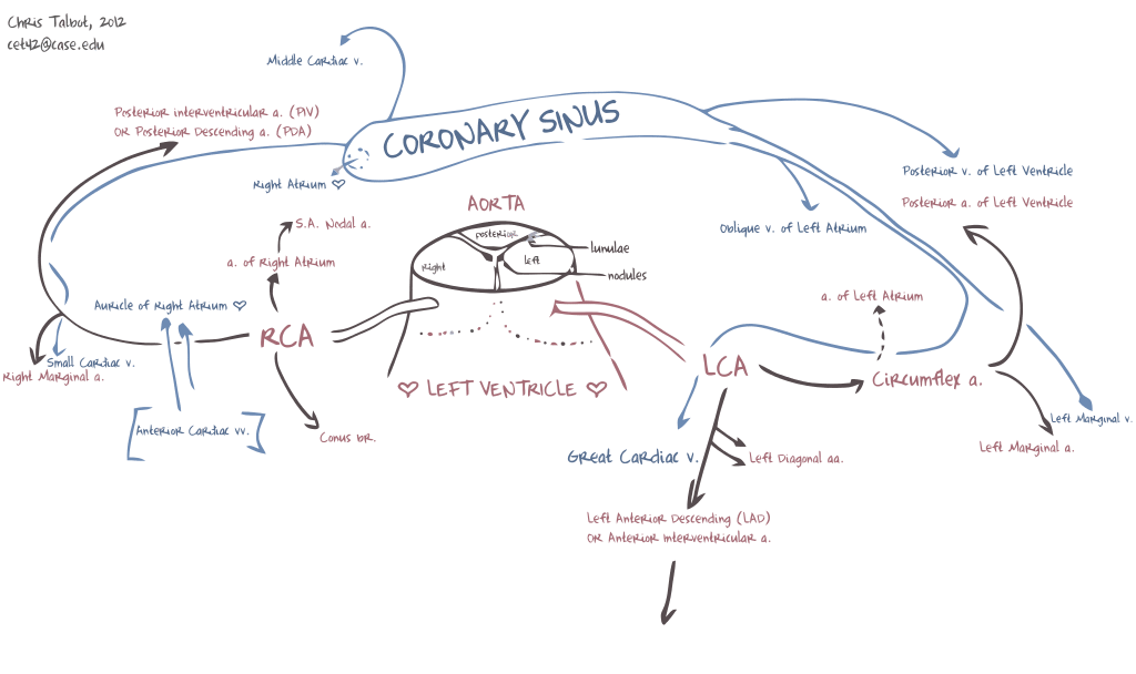 Coronary Circulation - Special Circulations - TeachMePhysiology