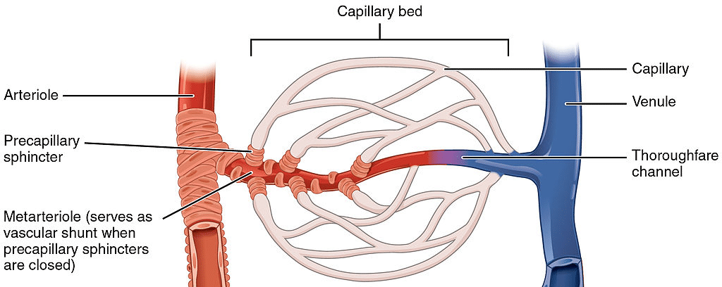 Skeletal Muscle Circulation - Special Circulations - TeachMePhysiology