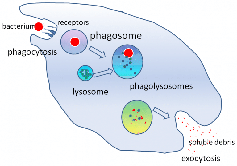 lysosome peed dating pickup lines