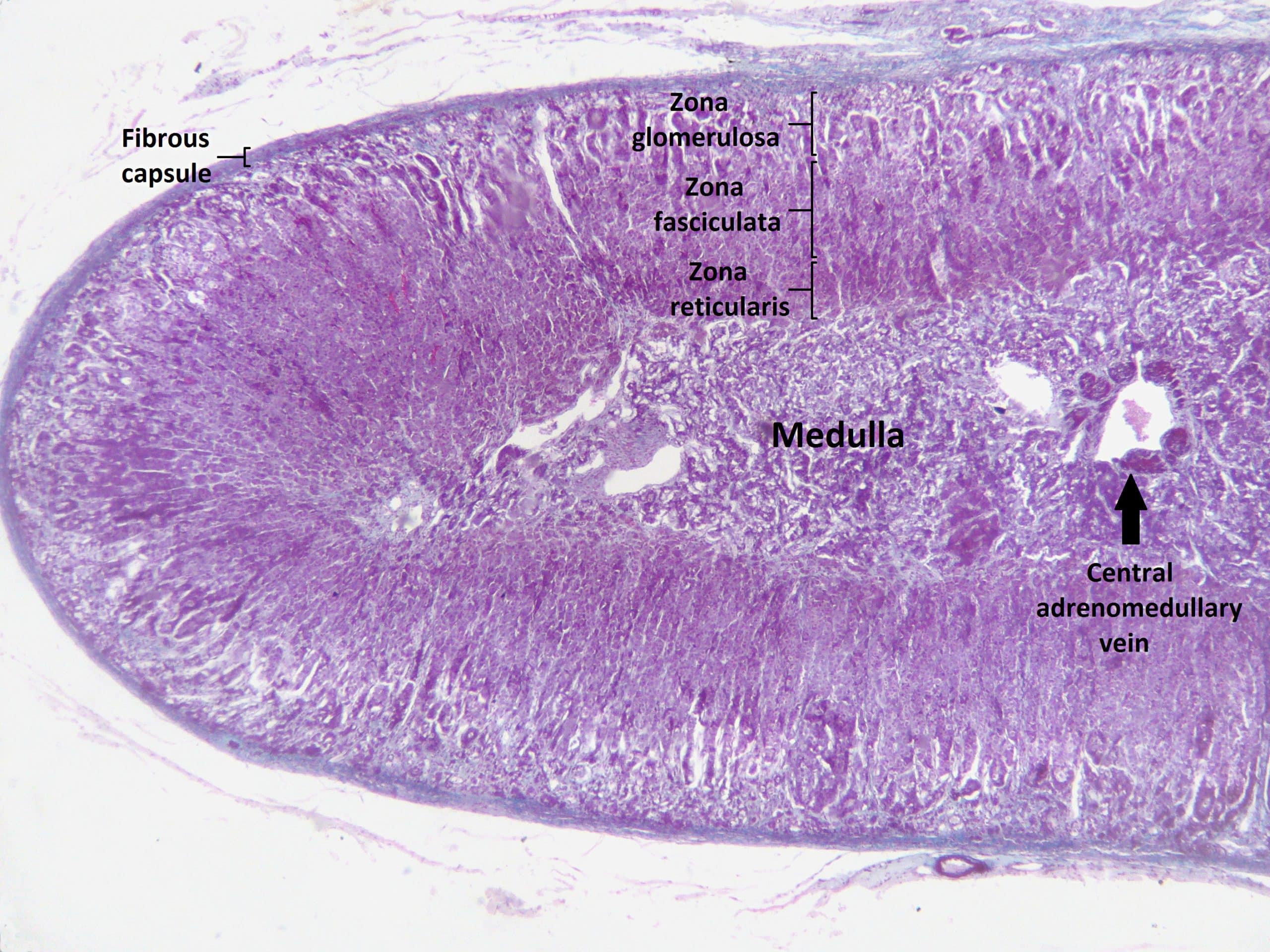secretion of adrenal medulla