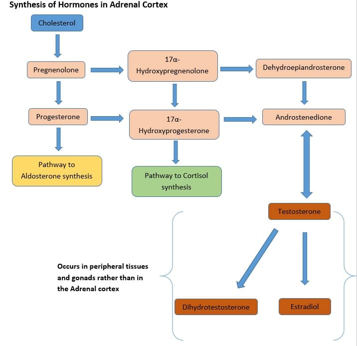 adrenal gland cortex hormones