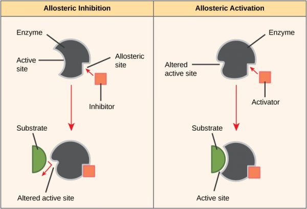 enzyme-inhibition-types-of-inhibition-teachmephysiology