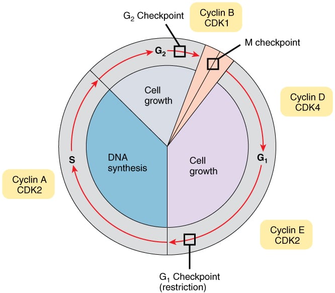 Cell Cycle Chart