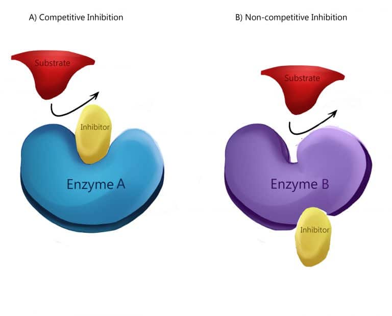 Enzyme Inhibition Types of Inhibition TeachMePhysiology