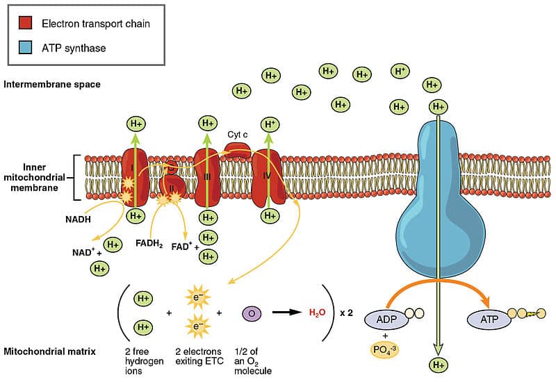 Electron Transport Chain - Oxidative Phosphorylation - TeachMePhysiology