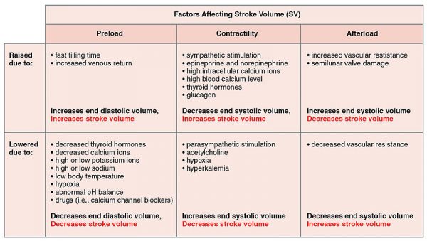 Why Does End Diastolic Volume Decrease With Exercise