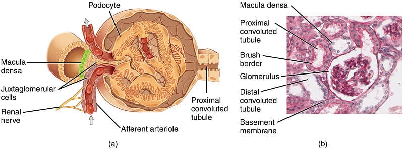 Diagram and histological image of glomerular unit