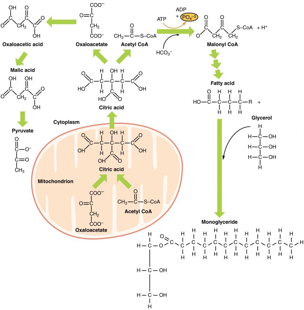 Metabolic Functions of The Liver - Carbohydrates - Lipids ...