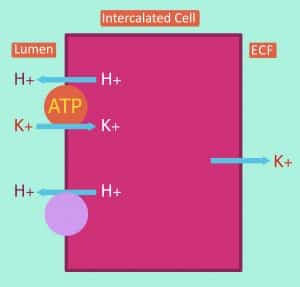 Diagram showing potassium movement in intercalated cells