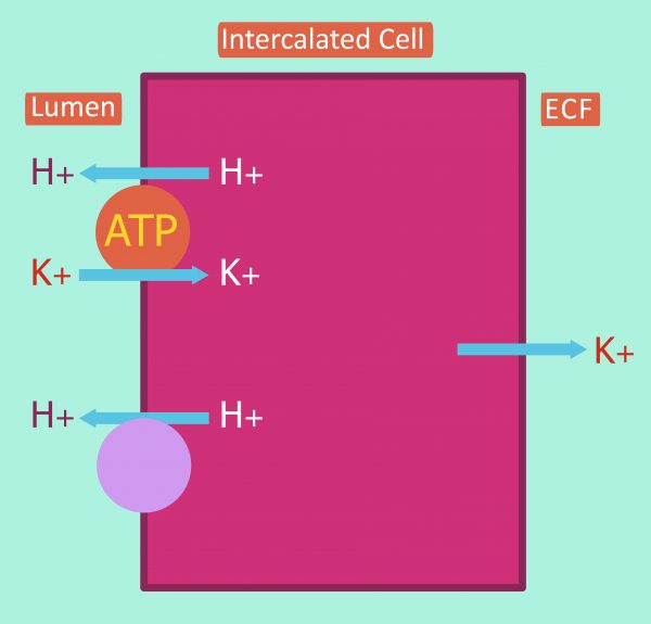 External Balance of Potassium Reabsorption TeachMePhysiology