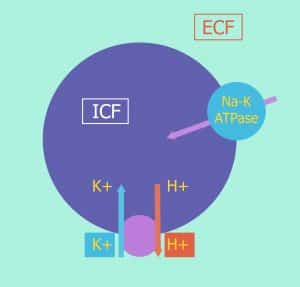 Diagram of potassium movement into cells