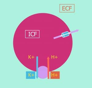 Diagram of potassium movement out of cells