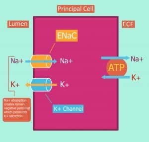 Diagram showing potassium secretion in principal cells 