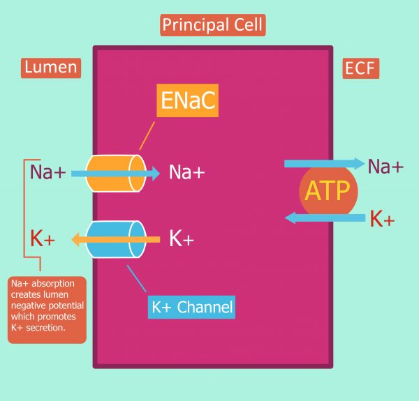 External Balance Of Potassium - Reabsorption - TeachMePhysiology