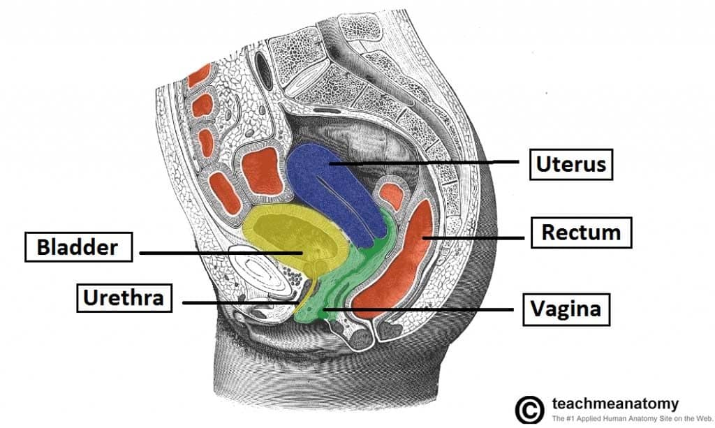 Colon: Function, Anatomy, and More