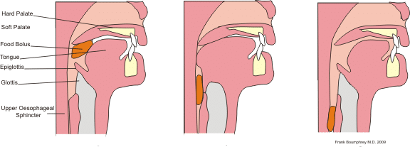 Swallowing Phases Control Teachmephysiology