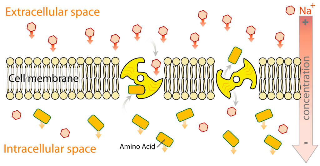 Nutrient absorption through the cell membrane