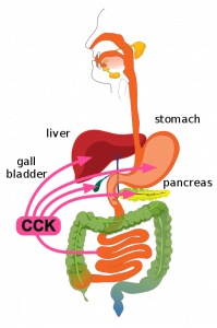 Small Intestine - Structure - Histology - Secretions - TeachMePhysiology