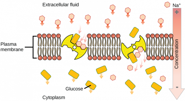 Small Intestine - Digestion - Absorption - TeachMePhysiology