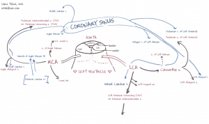 Special Circulations - TeachMePhysiology