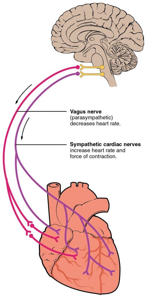 Diagram showing how the vagus nerve (CN X) and sympathetic nerves innervate the heartthe heart.