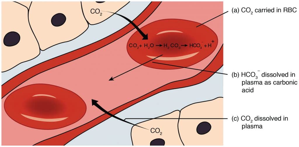 which-best-describes-carbon-dioxide-pass-out-of-the-body