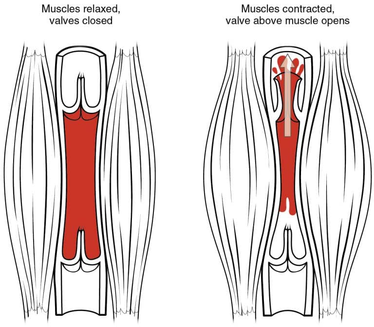 Venous Return Circulation TeachMePhysiology