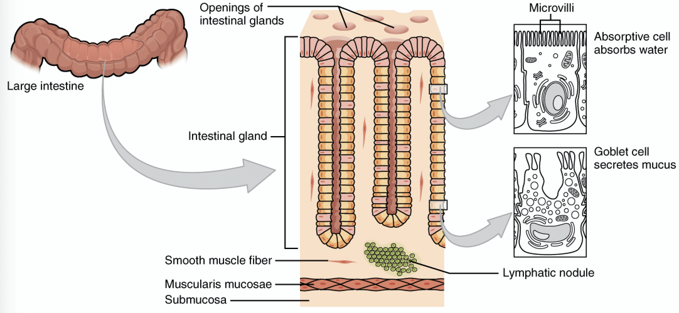 Absorption in the Large Intestine Regulation TeachMePhysiology