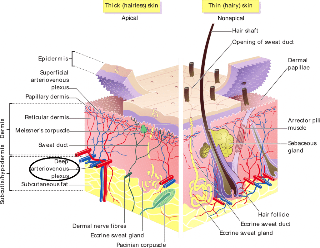 Arteriovenous anastamoses involved in the cutaneous circulation of apical skin