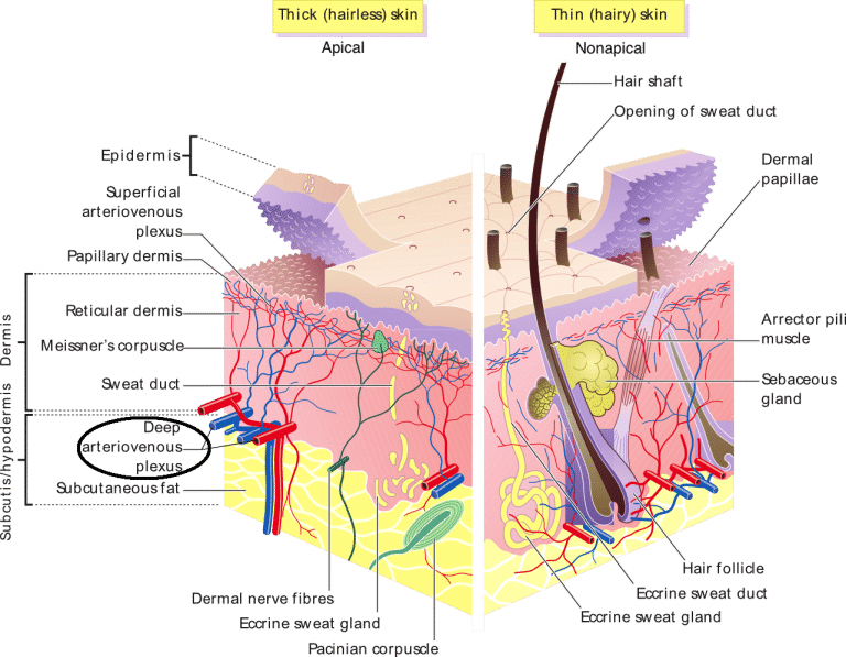 Special Circulations - TeachMePhysiology