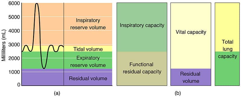 normal tidal volume chart