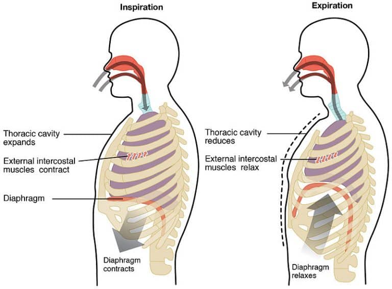 Pulmonary Ventilation TeachMePhysiology