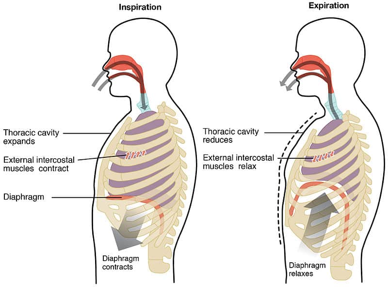 Mechanics Of Breathing Inspiration Expiration Teachmephysiology