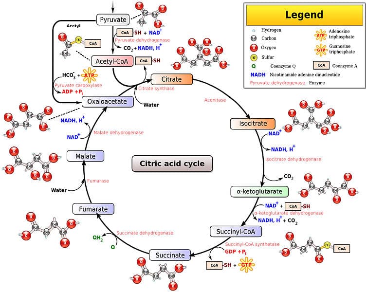 Acetyl Coa Formation