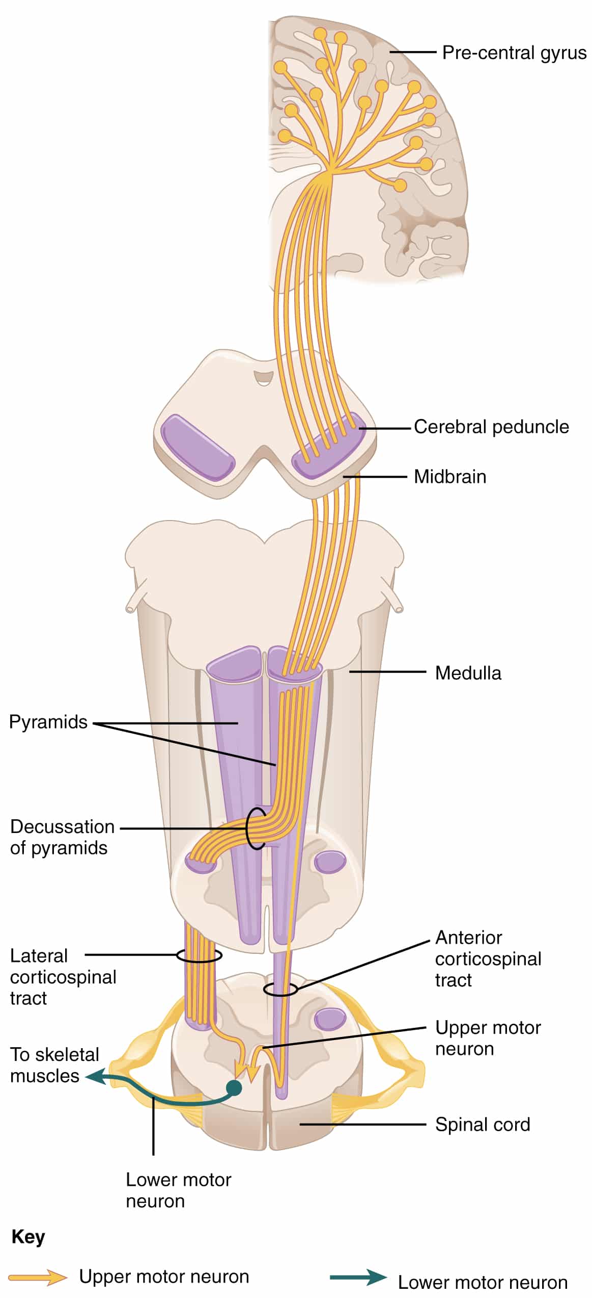 The Median Nerve - Course - Motor - Sensory - TeachMeAnatomy