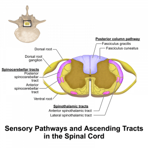 Ascending Pathways - TeachMePhysiology