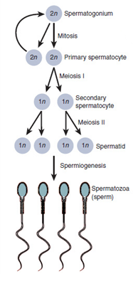 Gametogenesis - Spermatogenesis - Oogenesis - TeachMePhysiology