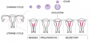 Menstrual Cycle - HPG Axis - Stages - TeachMePhysiology