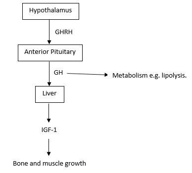 Pituitary Gland Flow Chart