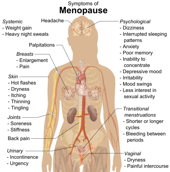 Menopause Changes Clinical Relevance TeachMePhysiology