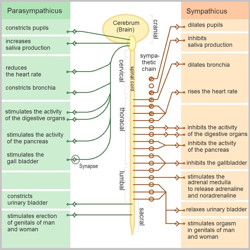 Sympathetic Vs Parasympathetic Chart