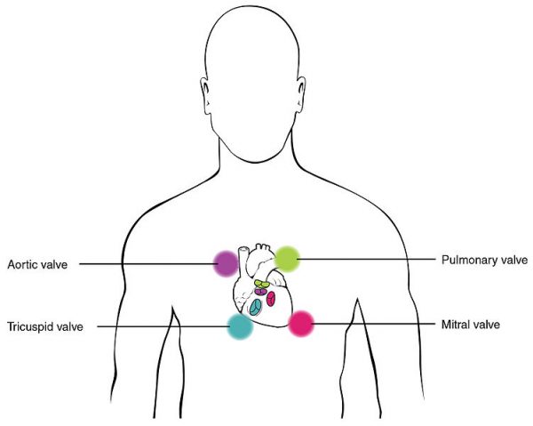 The Cardiac Cycle - Pressures in The Heart - TeachMePhysiology