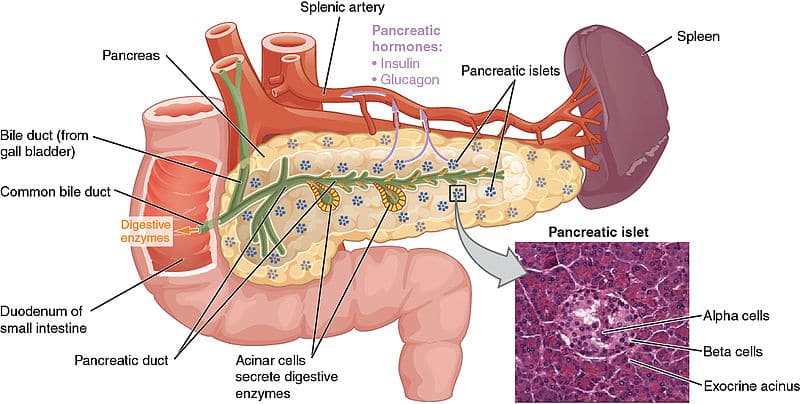 The Exocrine Pancreas Function Secretion Regulation