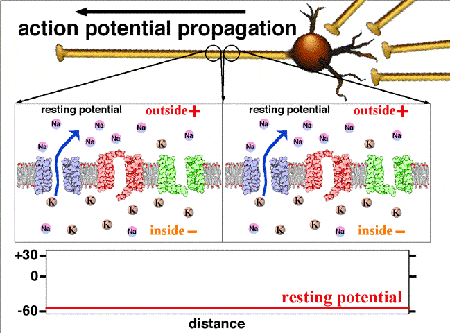 action-potential-propagation.gif