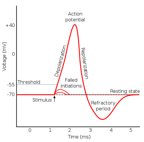 action potential graph labeled