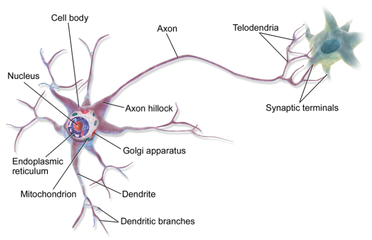 Cells Of The Nervous System Neurons Glial Cells TeachMePhysiology   Neuron 768x495 