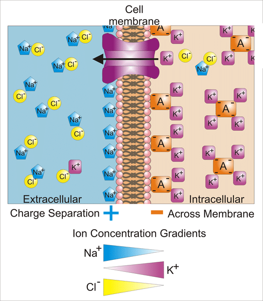 travel action potential